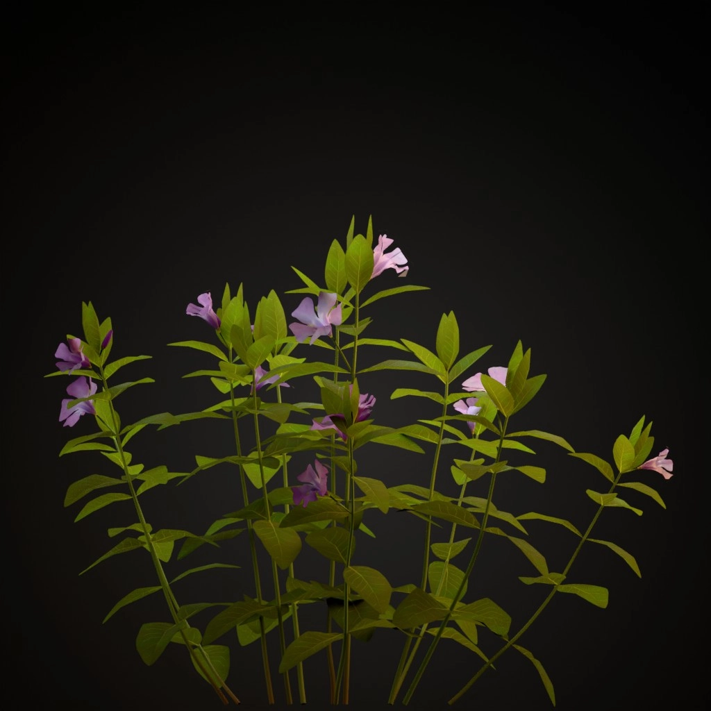 Lesser Periwinkle