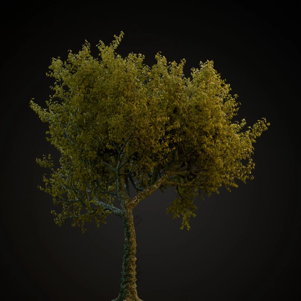 Red Oak