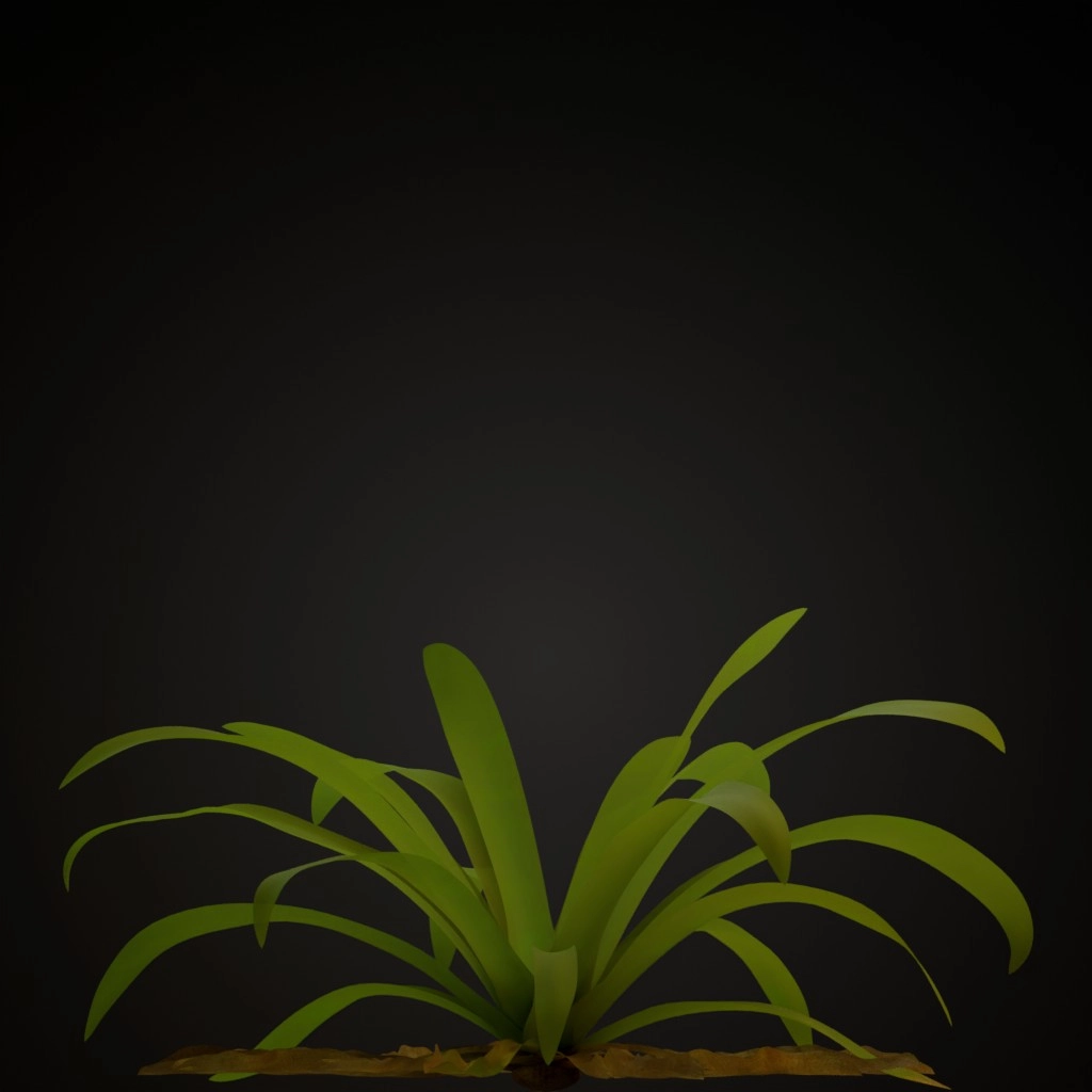 White Guzmania