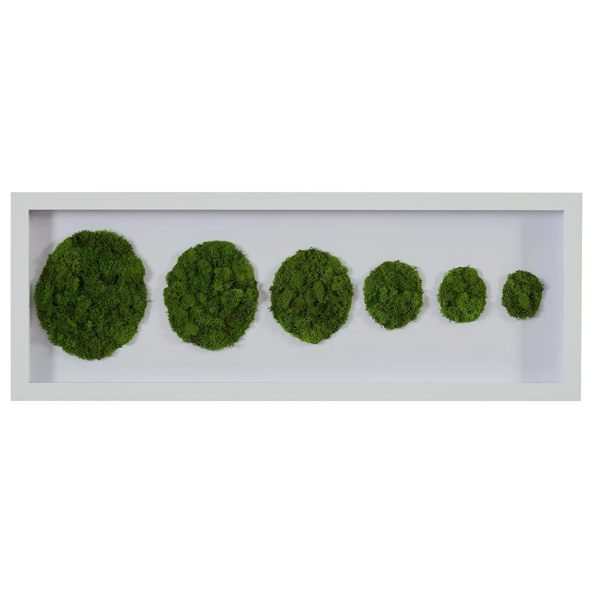 Preserved Green Moss Circles Wall Art in White Frame