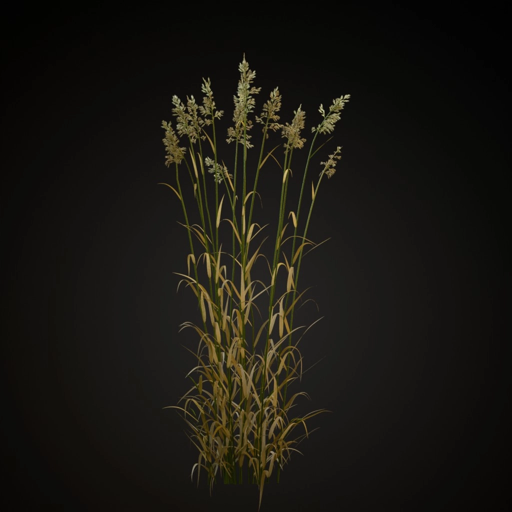 Reed Canary Grass