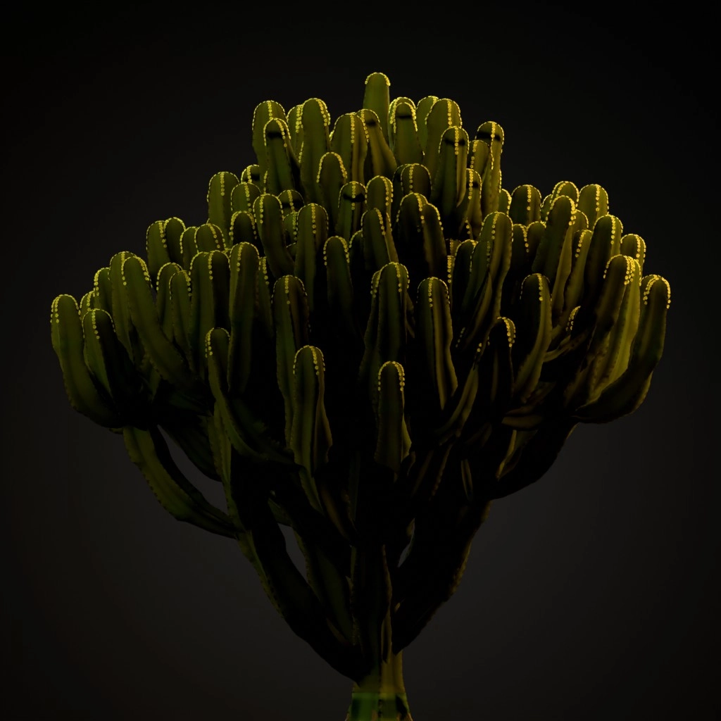 Candelabra Tree