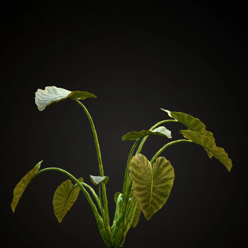 Elephant Ear
