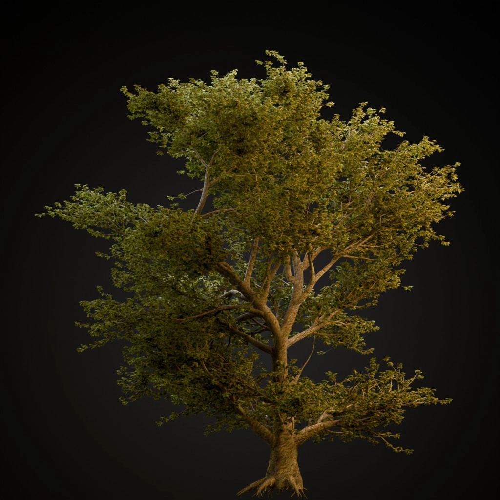 American Sycamore