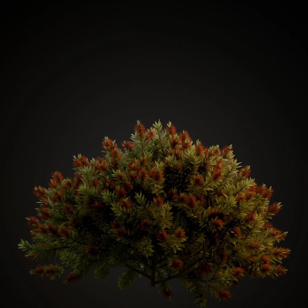 Little John Bottlebrush