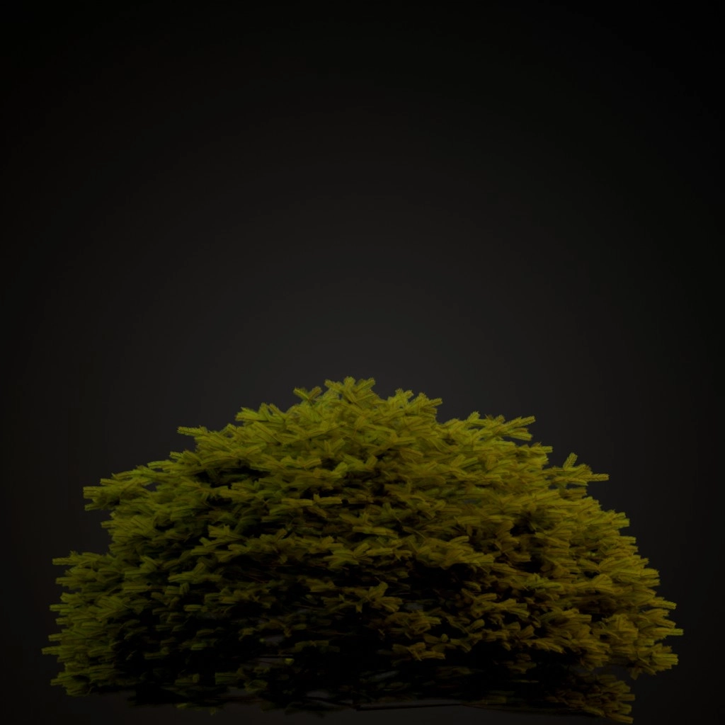 Maxwell's Norway Spruce