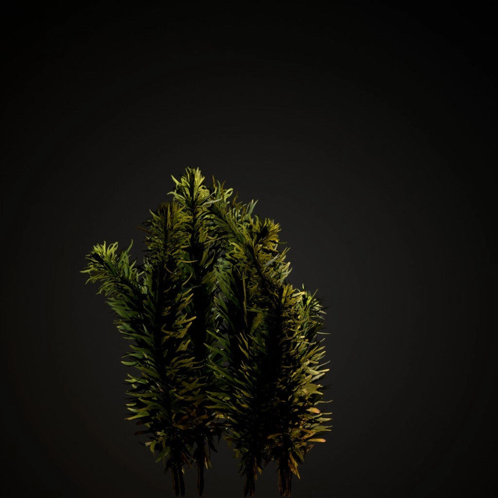 Horseweed