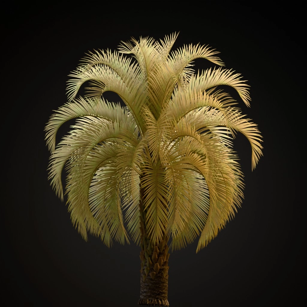 Pindo Palm