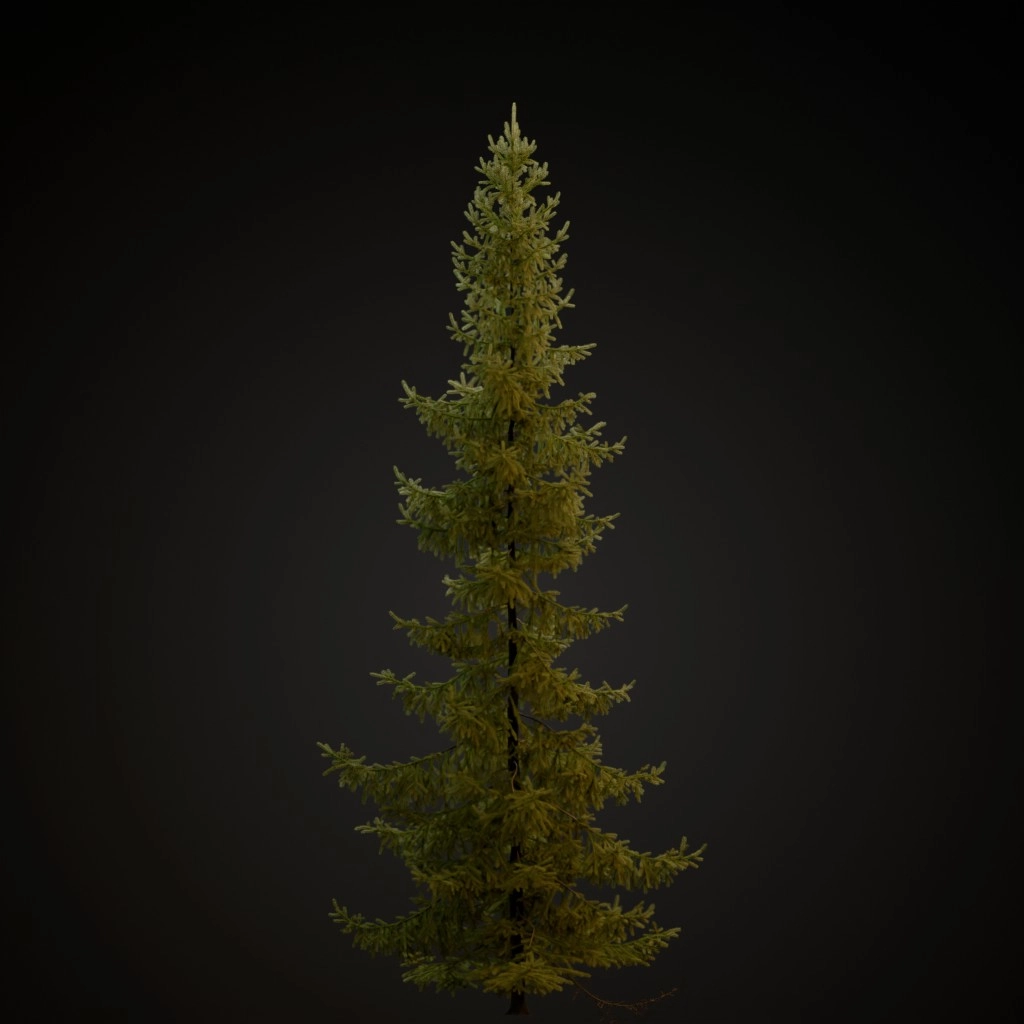 Black Spruce
