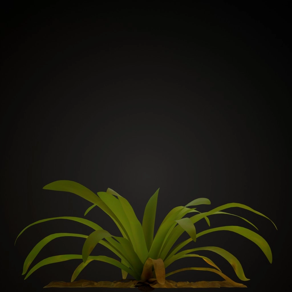 Pink Guzmania