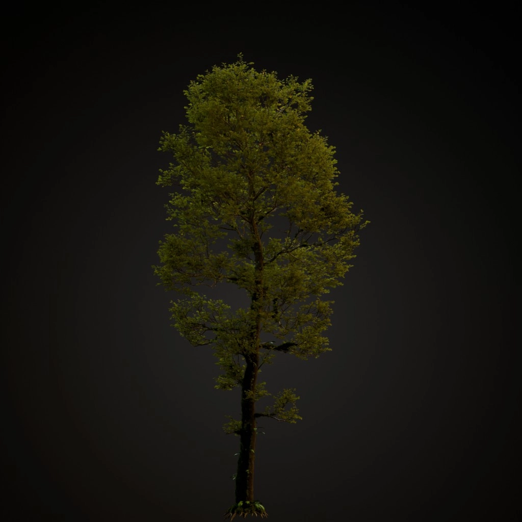 English Oak v2