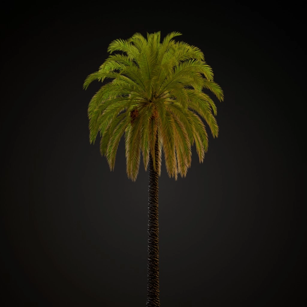 Canary Island Date Palm
