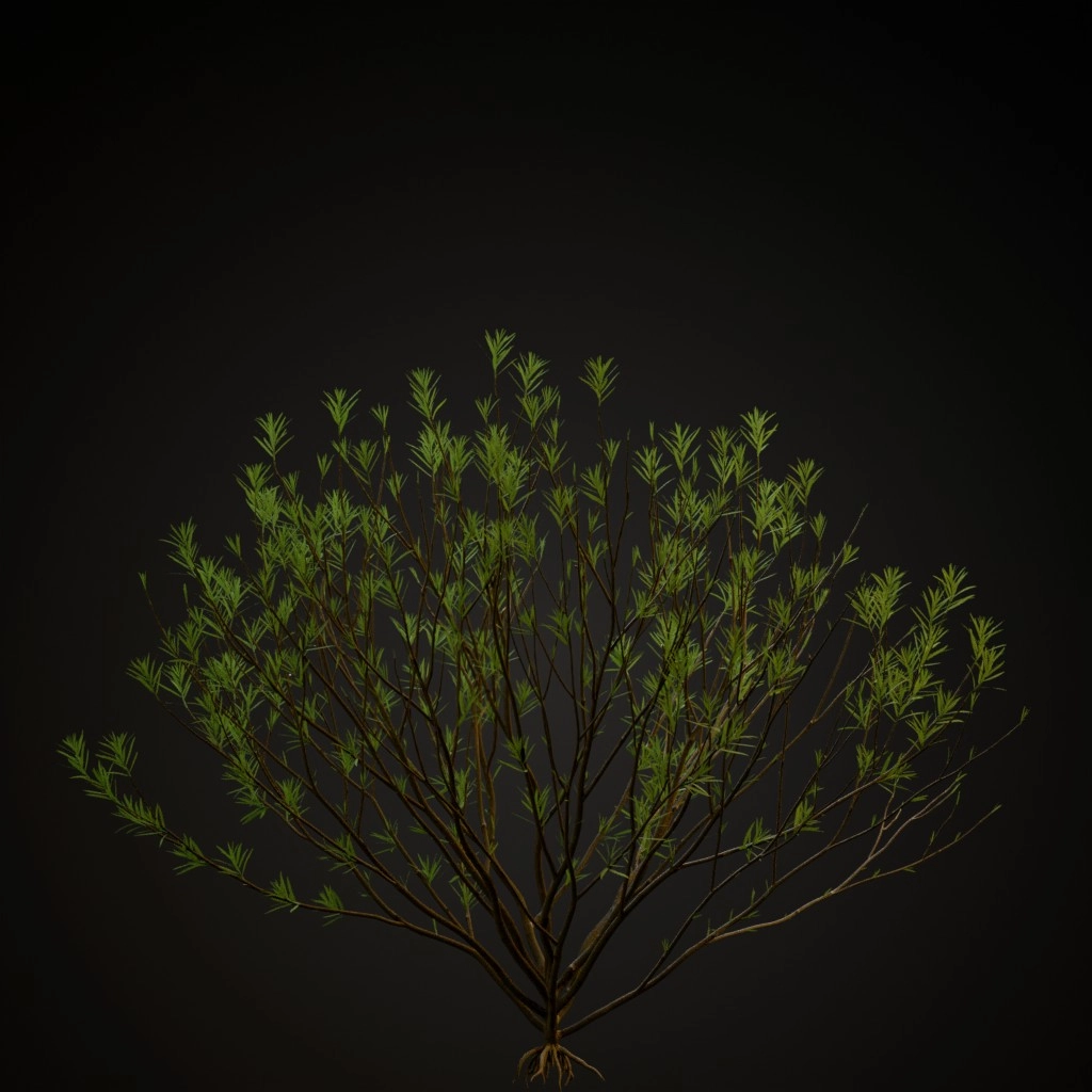 Rosemary Willow
