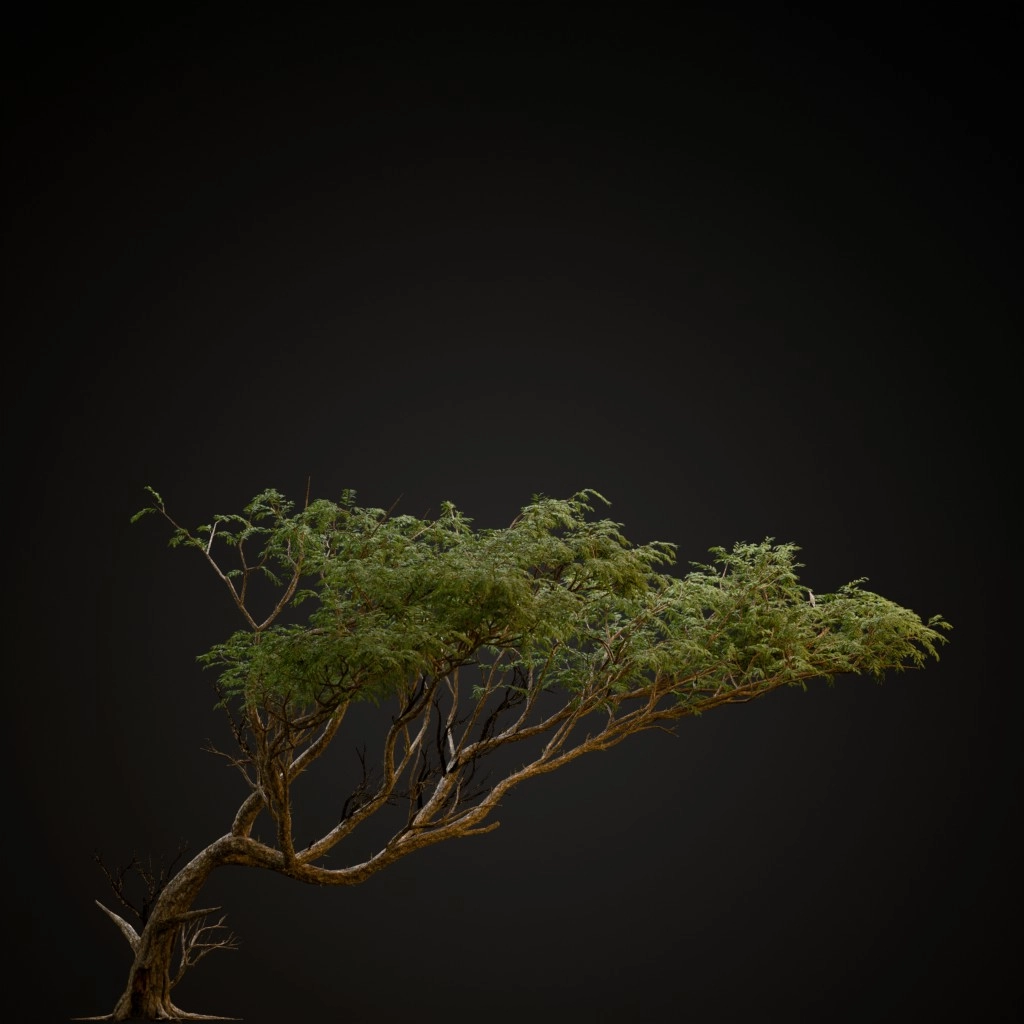 Acacia