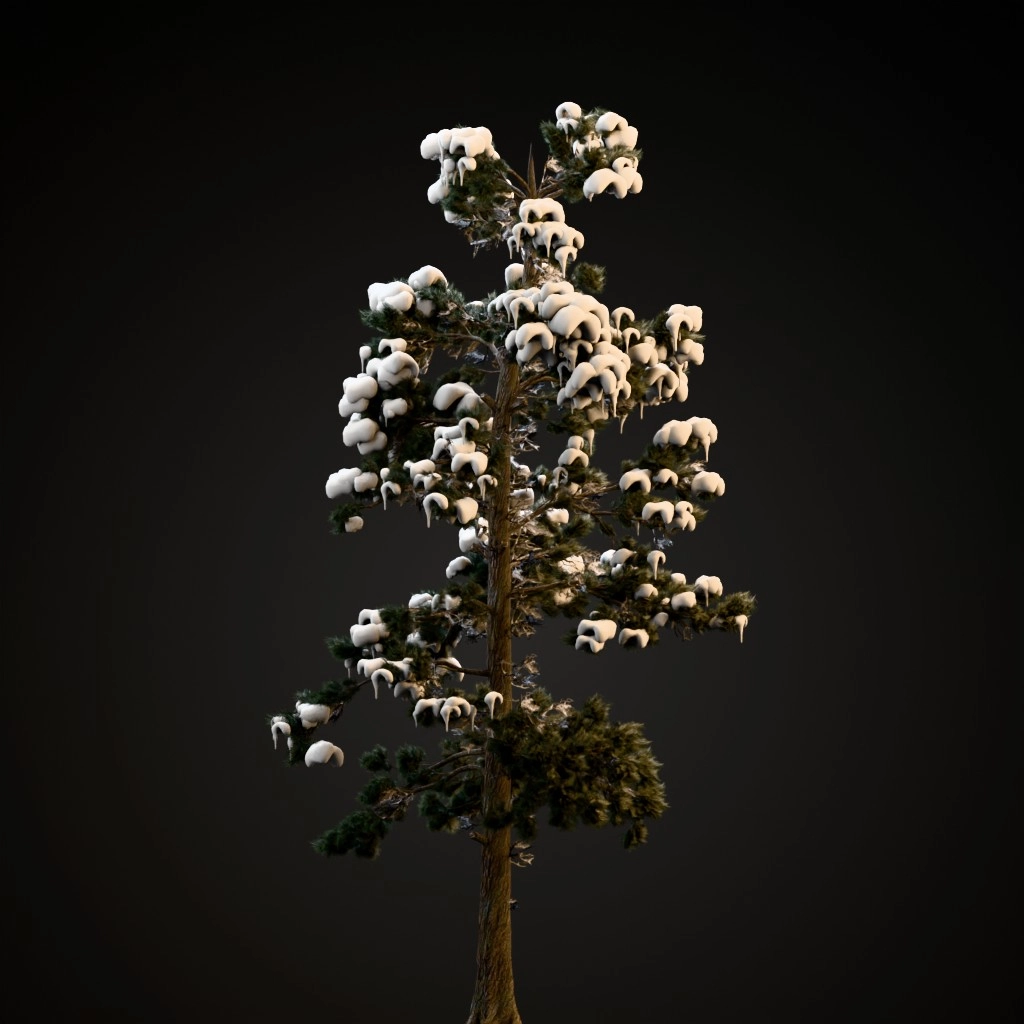 Eastern White Pine