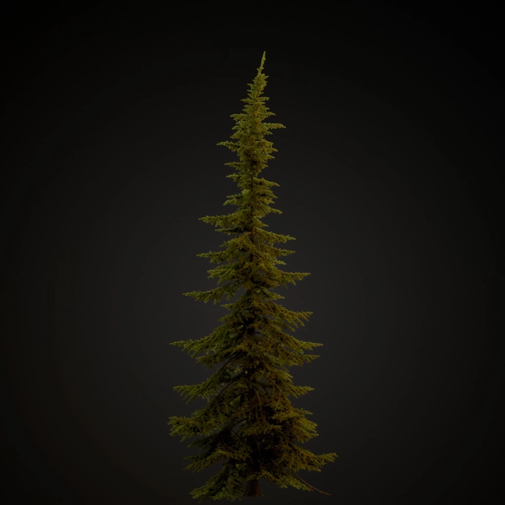 Mountain Hemlock