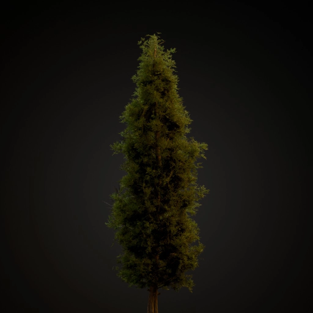 Eastern Red Cedar