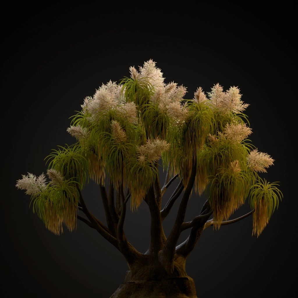 Ponytail Palm