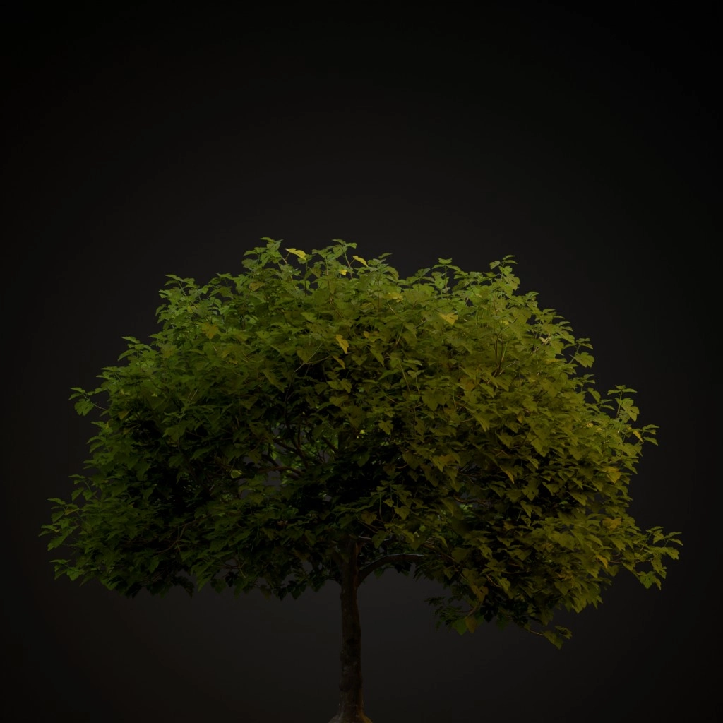 Common Fig