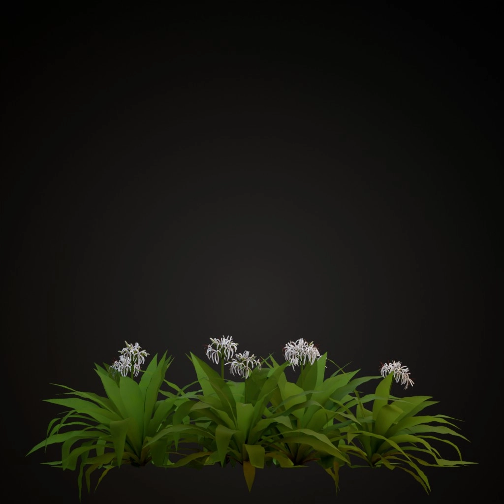 Giant Crinum Lily