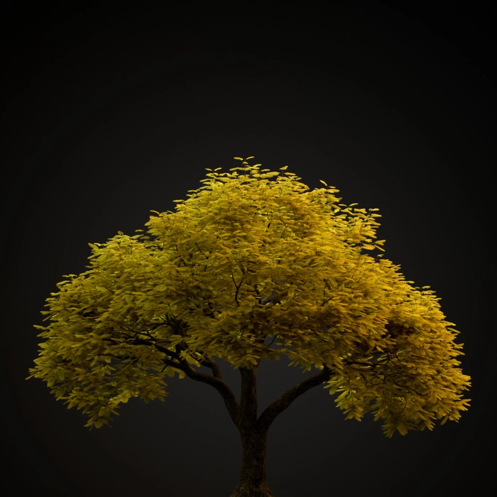 Jacaranda