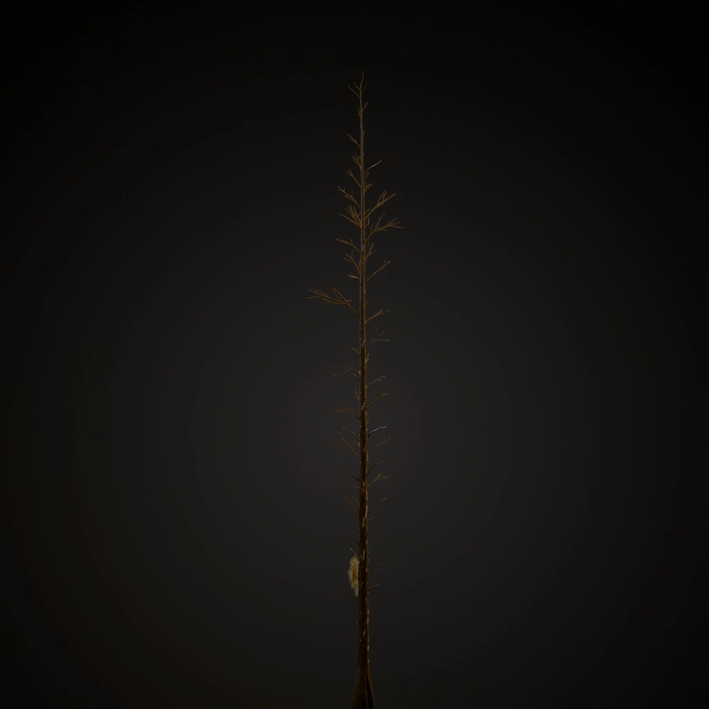 Bald Cypress V3