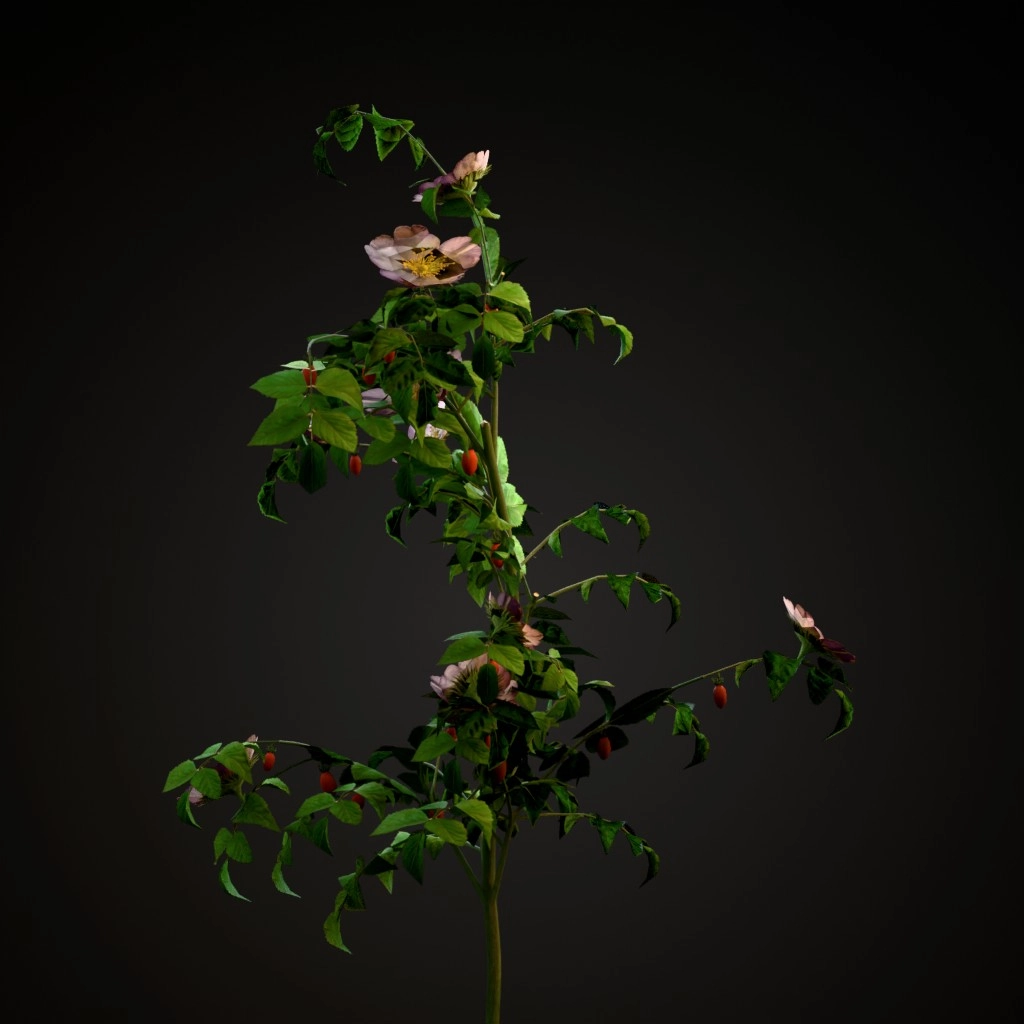 Dog Rose