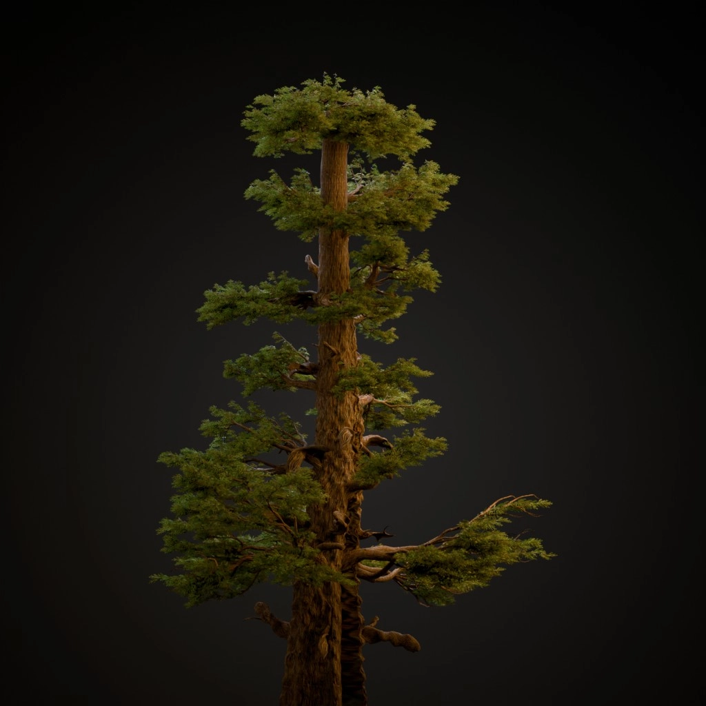 Western Juniper