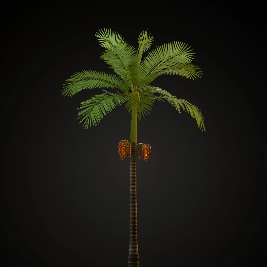 Alexandra Palm