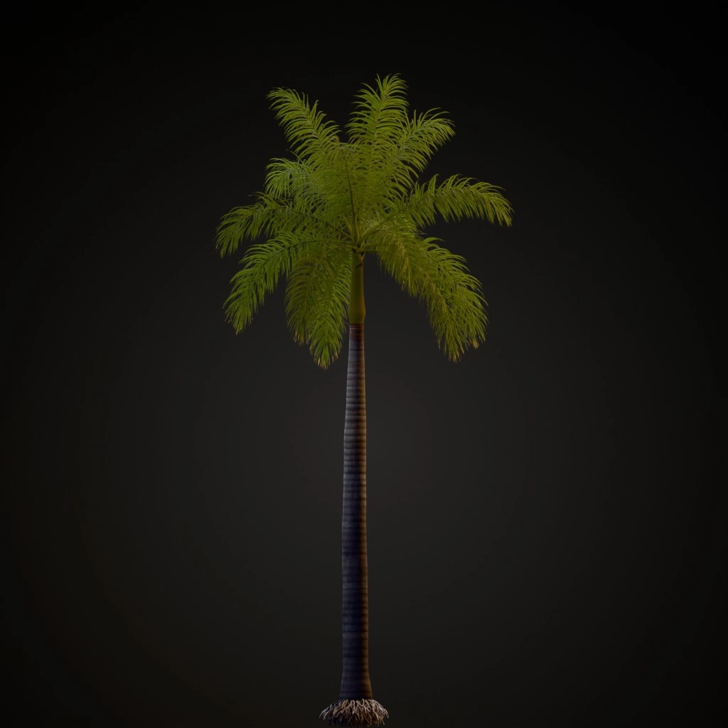 Royal Palm