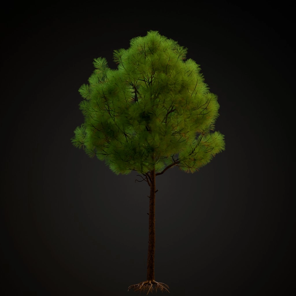 Slash Pine V3