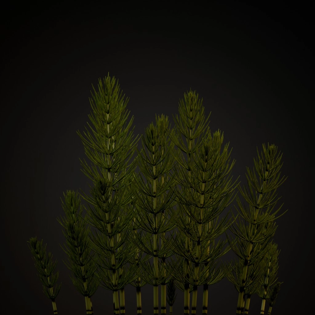 Great Horsetail