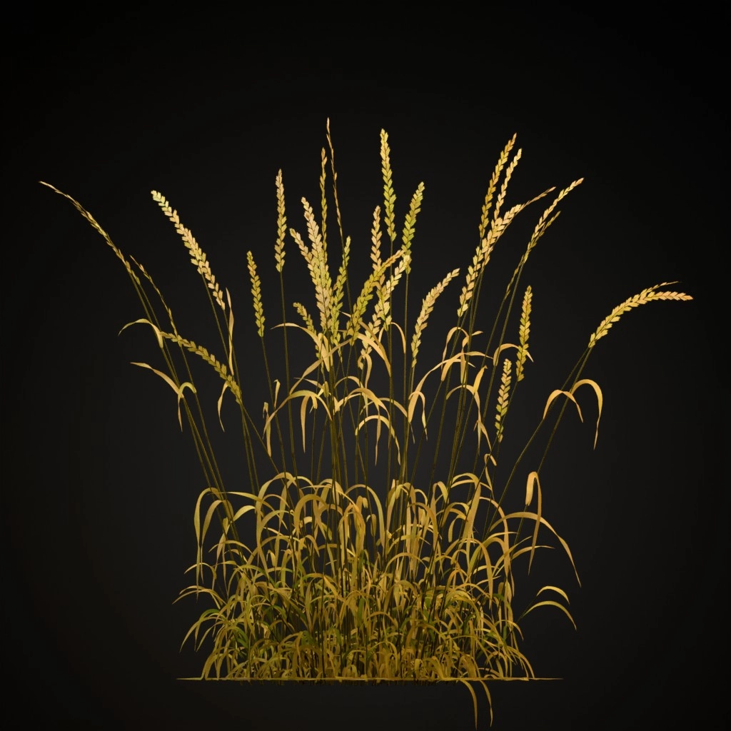 Perennial Ryegrass
