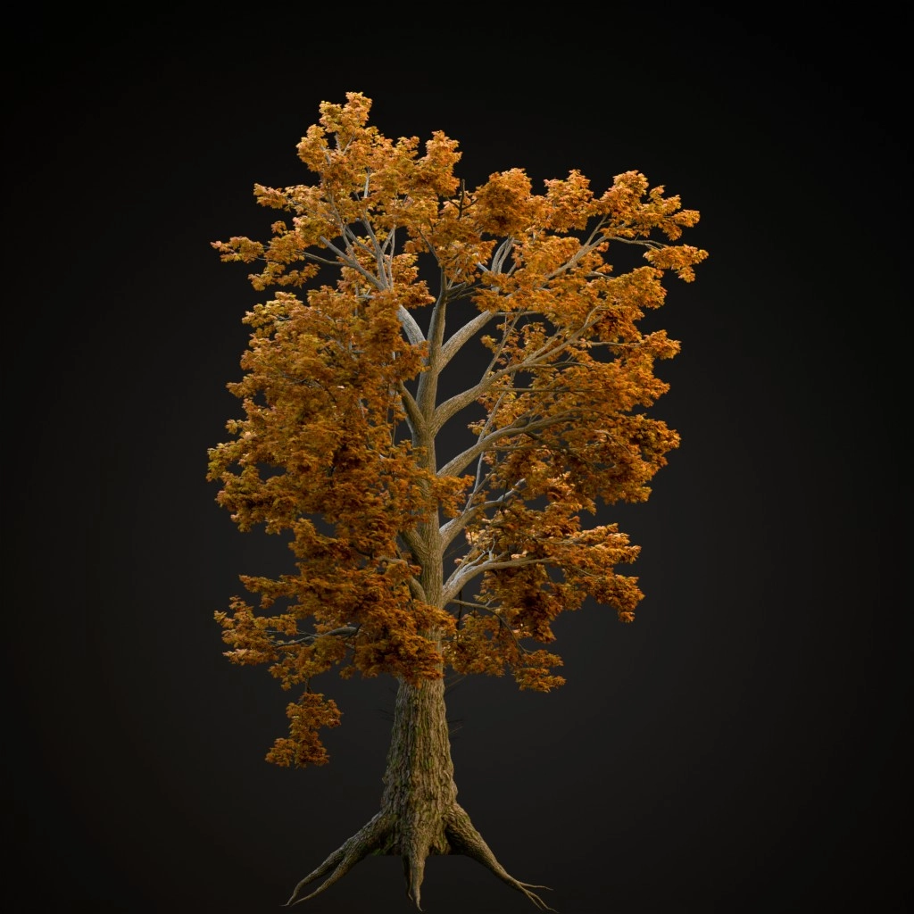 Sassafras