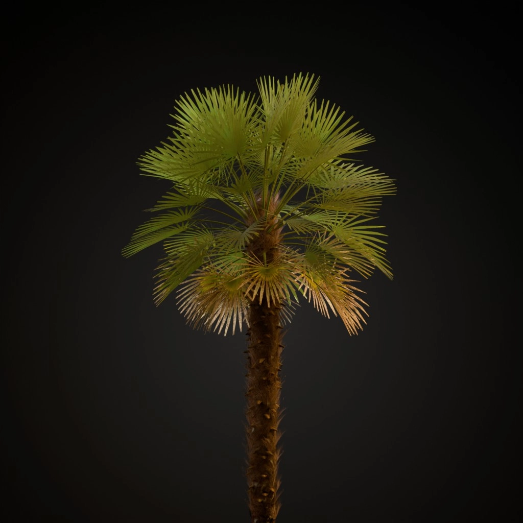 European Fan Palm
