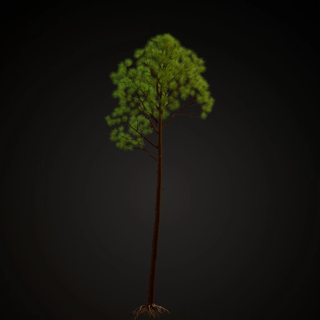 Slash Pine V2