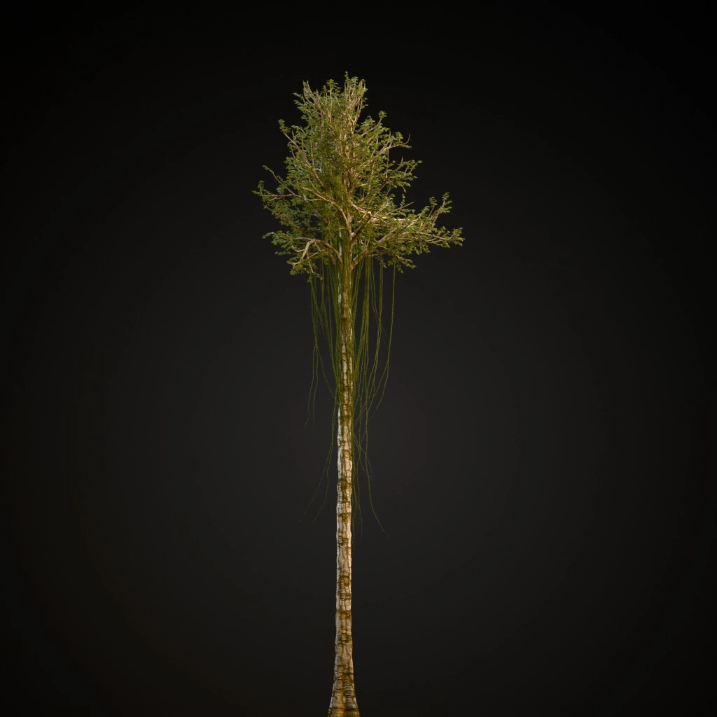 Agarwood