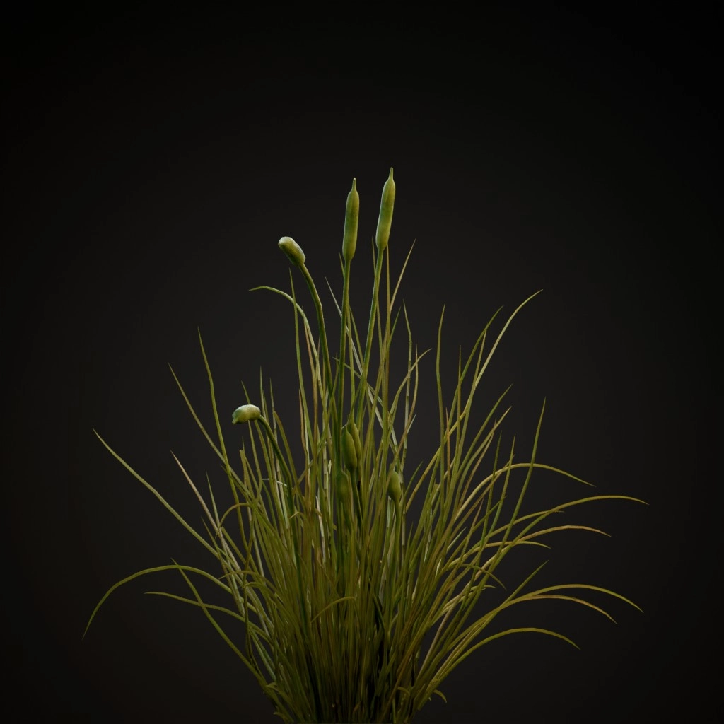 Cattail