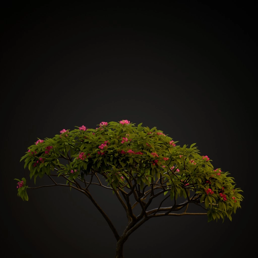 Pink Frangipani