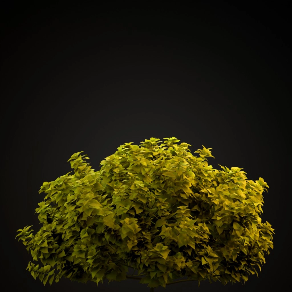 Fairway Yellow Coleus