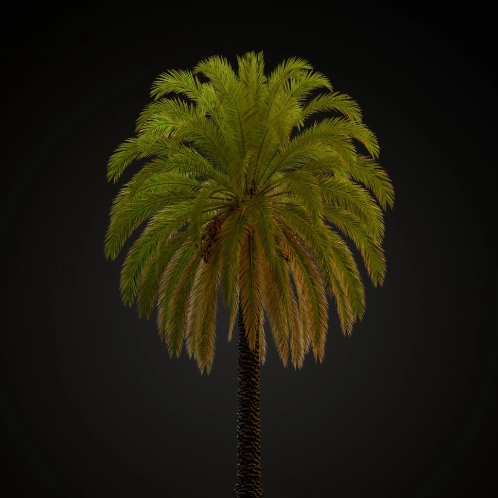 Canary Island Date Palm