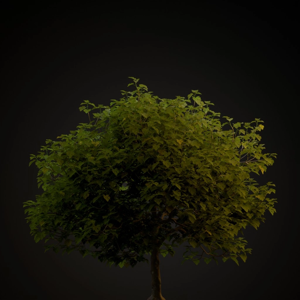 Common Fig