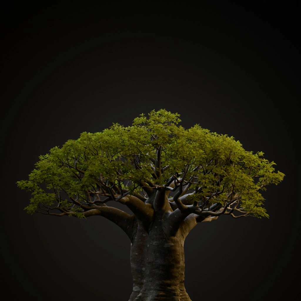 African Baobab