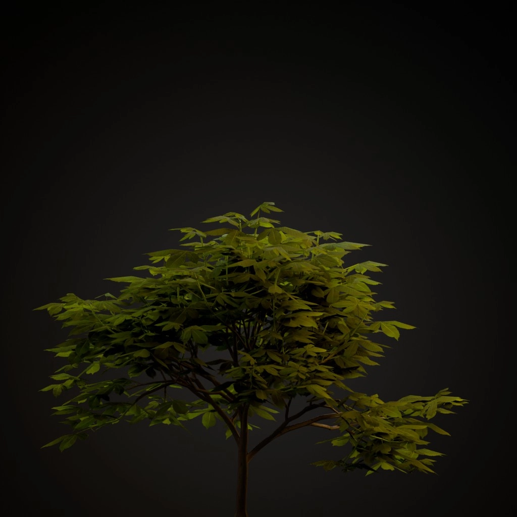 Red Buckeye