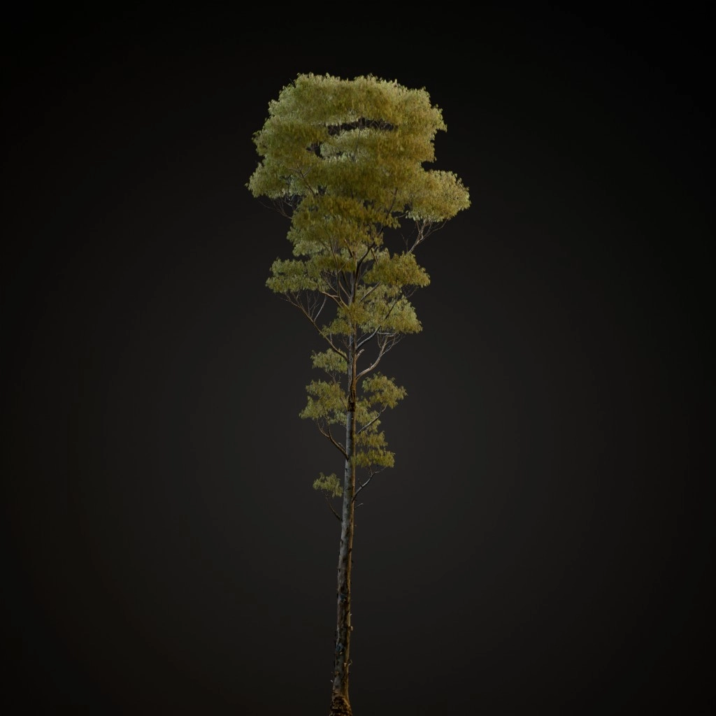 Manna Gum