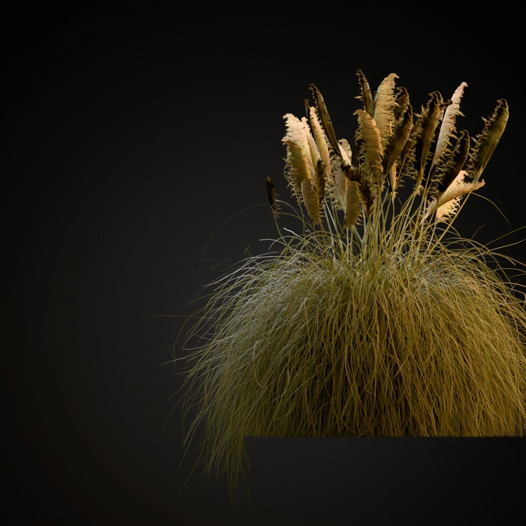 Pampas Grass