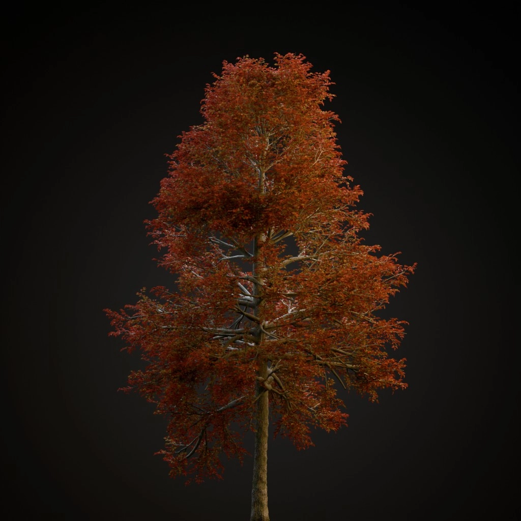 Black Gum