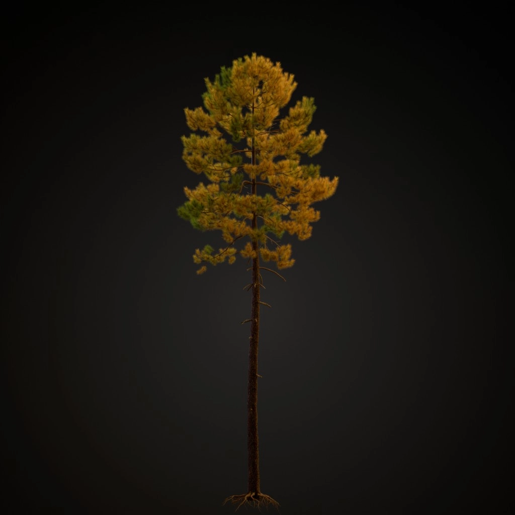 Maritime Pine V2