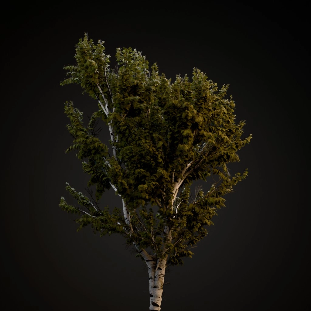 European White Birch