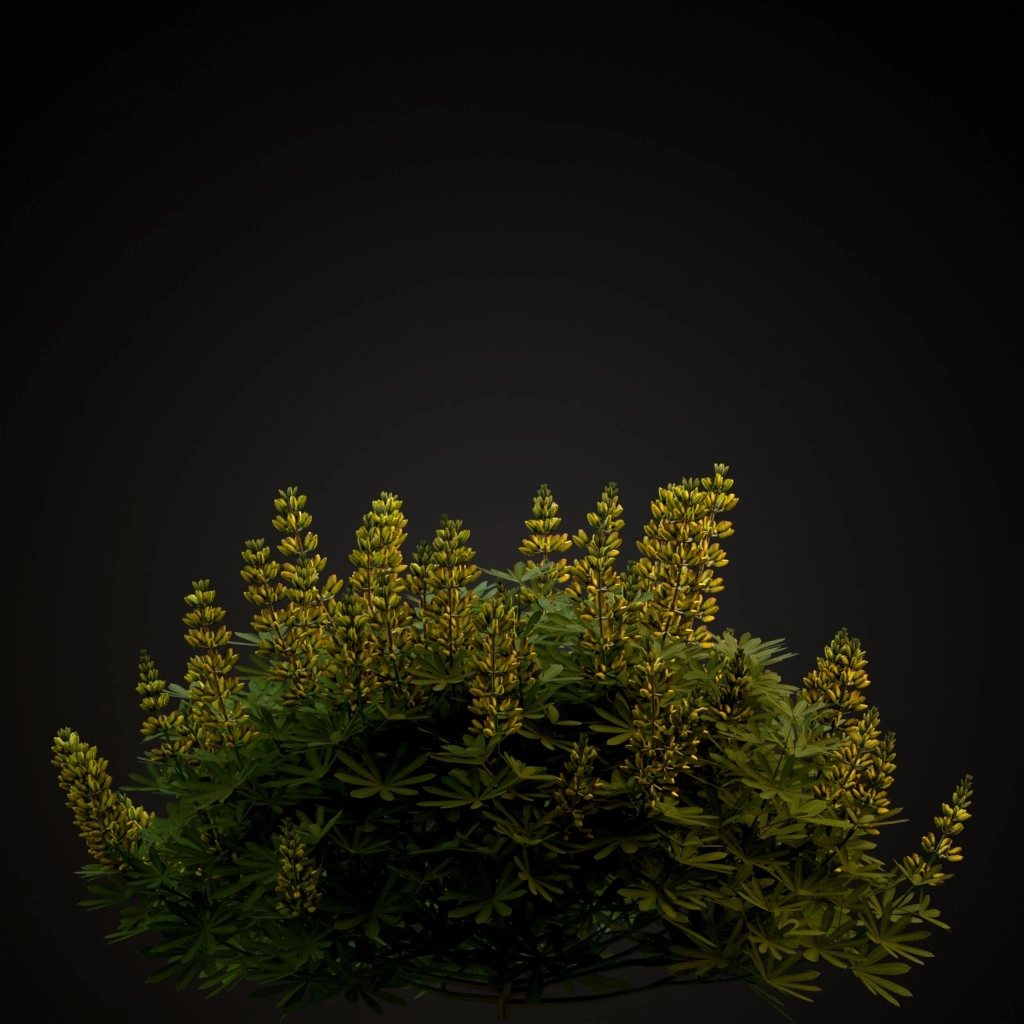 Yellow Bush Lupine